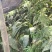 桐花粽叶