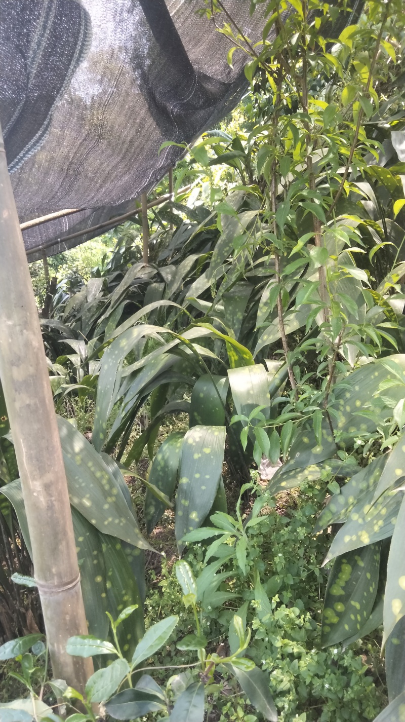 桐花粽叶