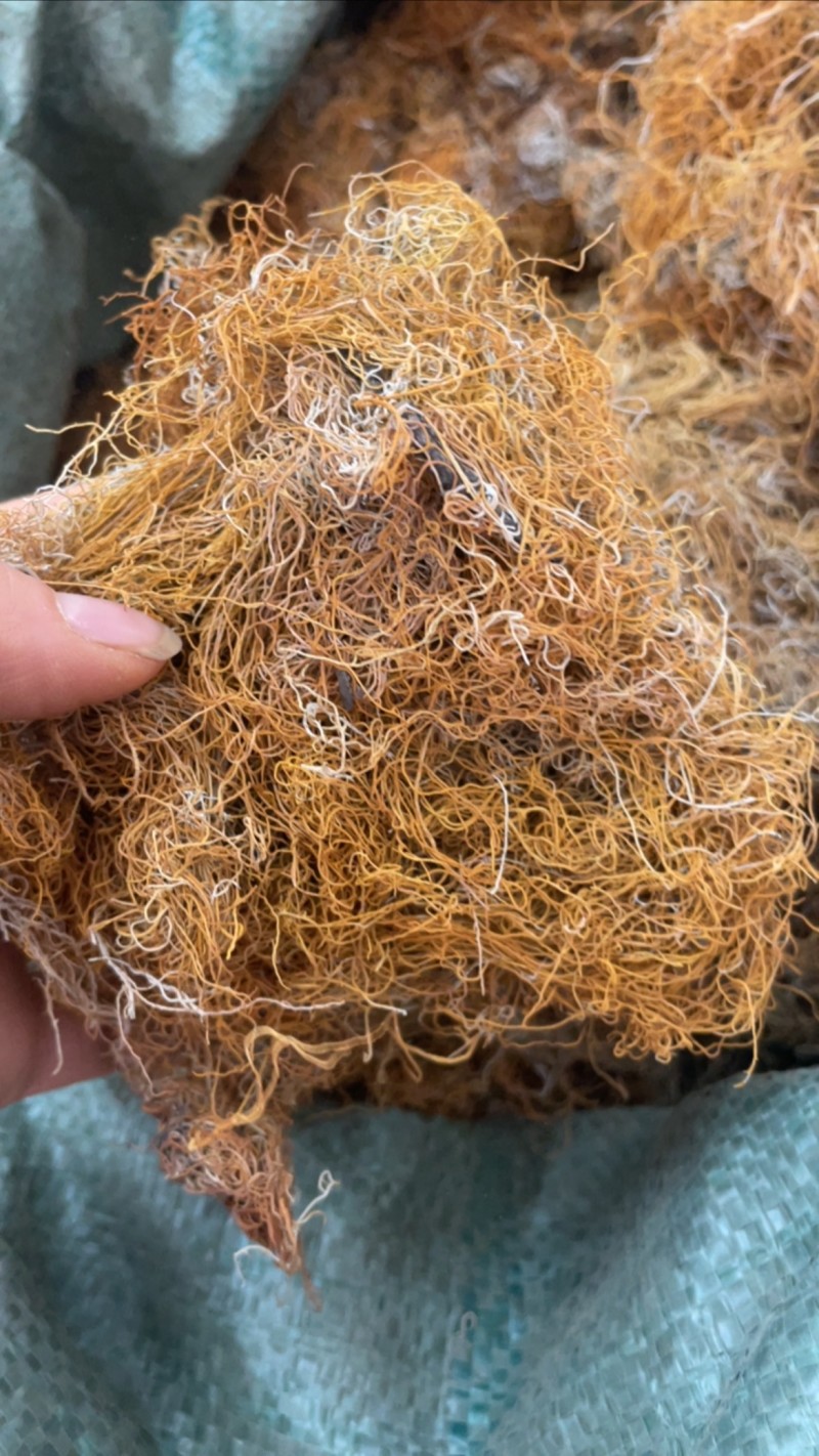红雪茶大货批发一手货源精选红雪茶