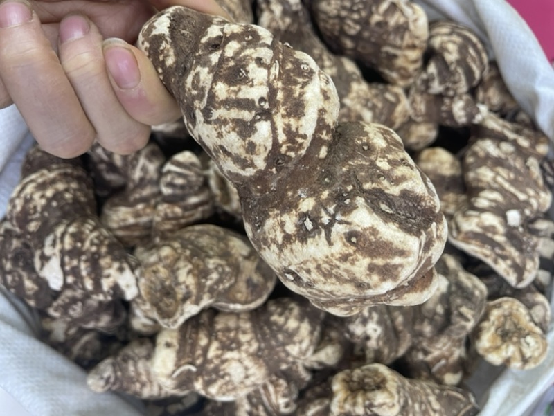 云南滇重楼整个重楼大货批发一手货源