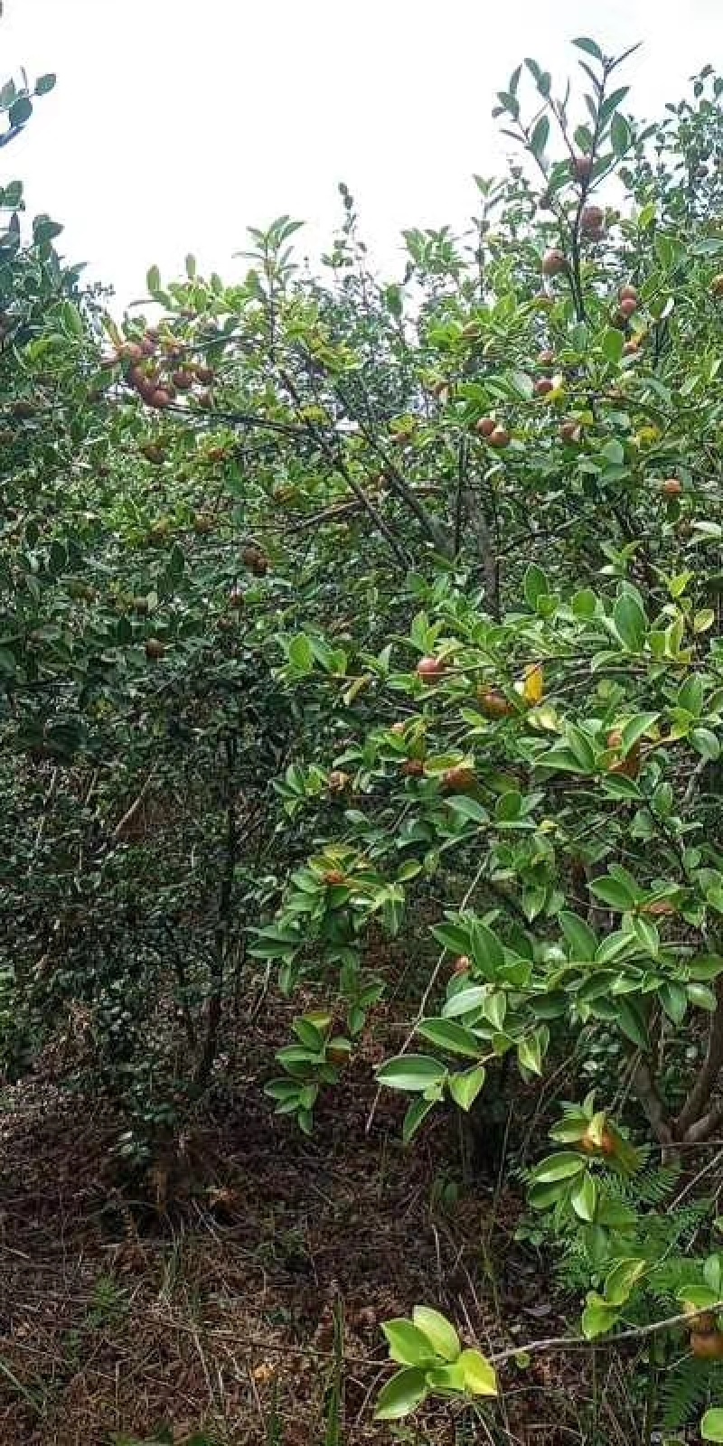 山茶果油