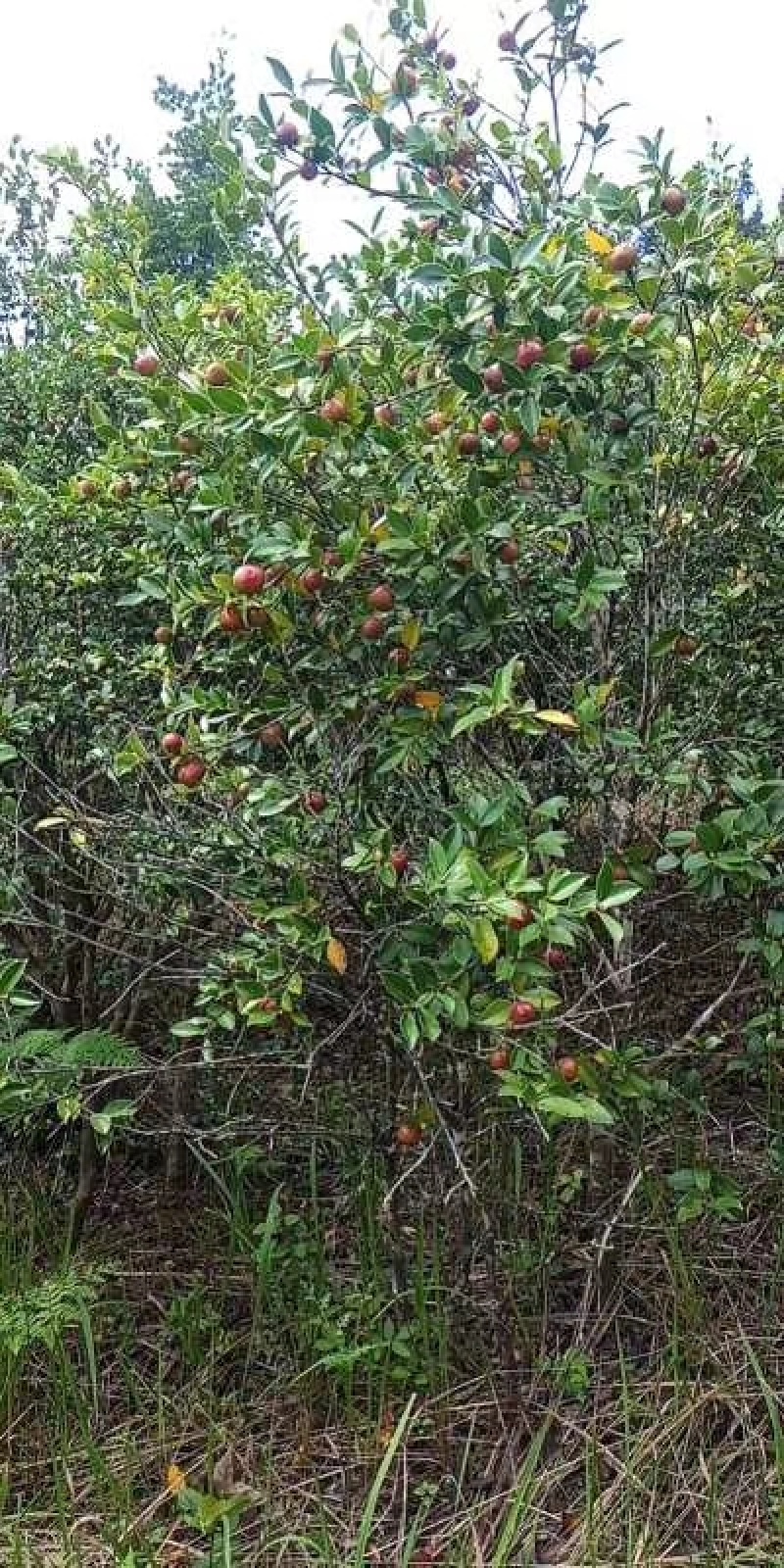 山茶果油