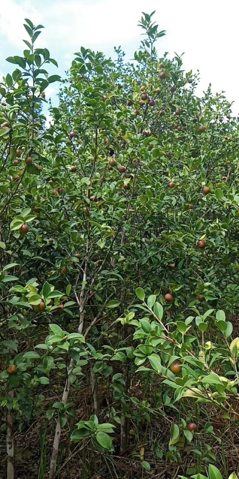 山茶果油