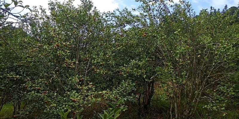 山茶果油