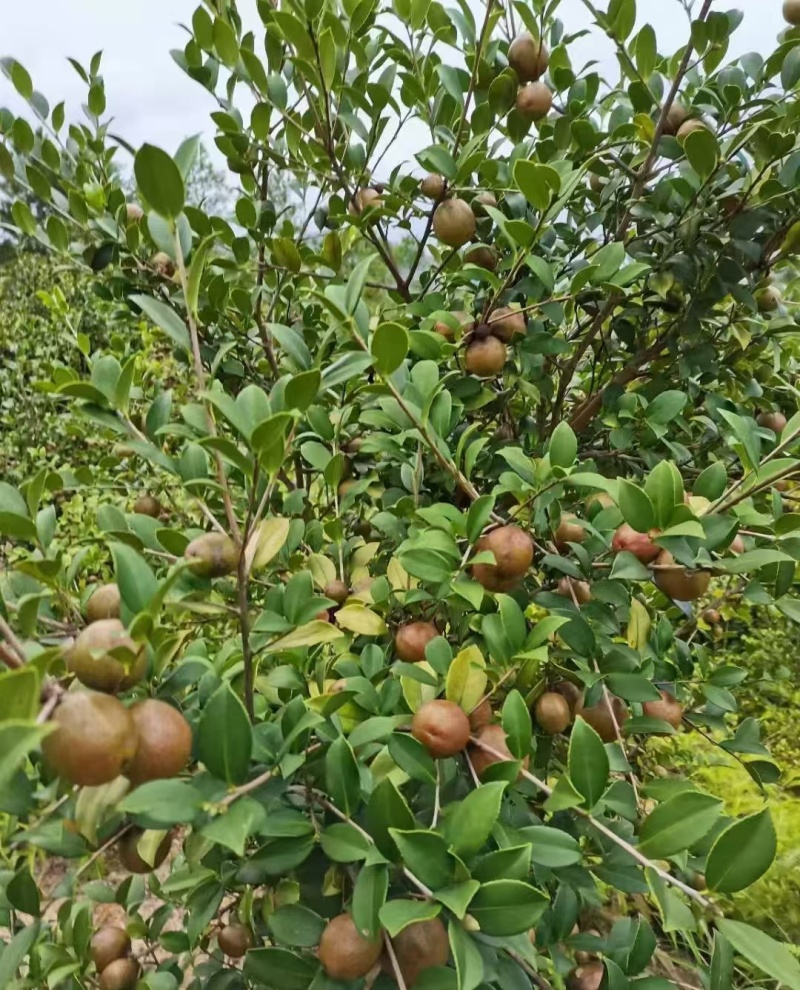 山茶果油