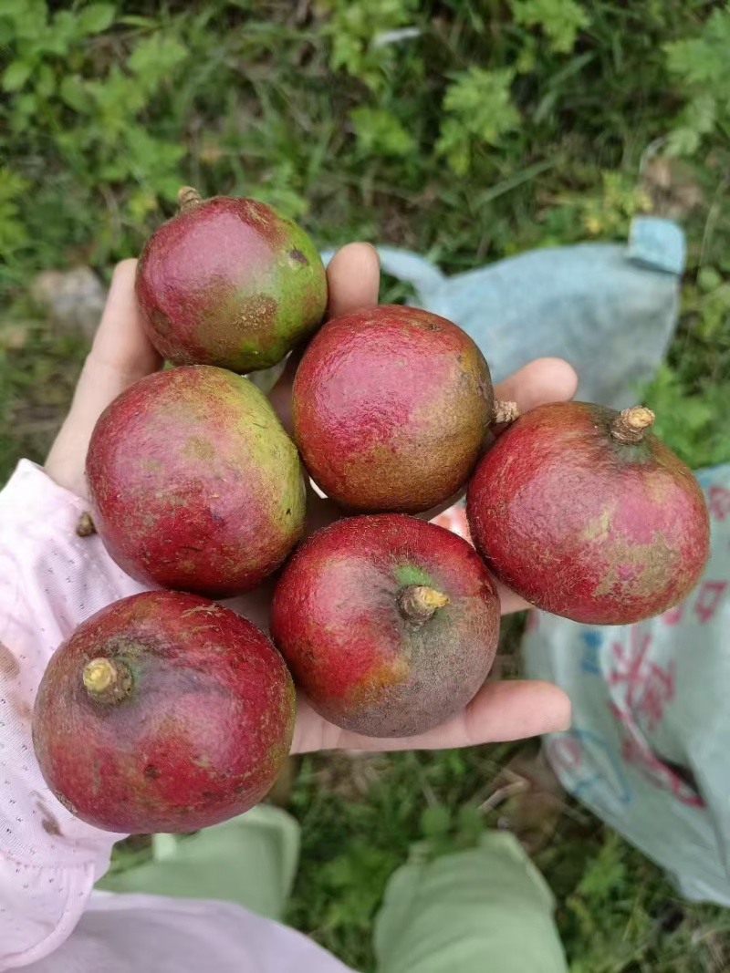 山茶果油