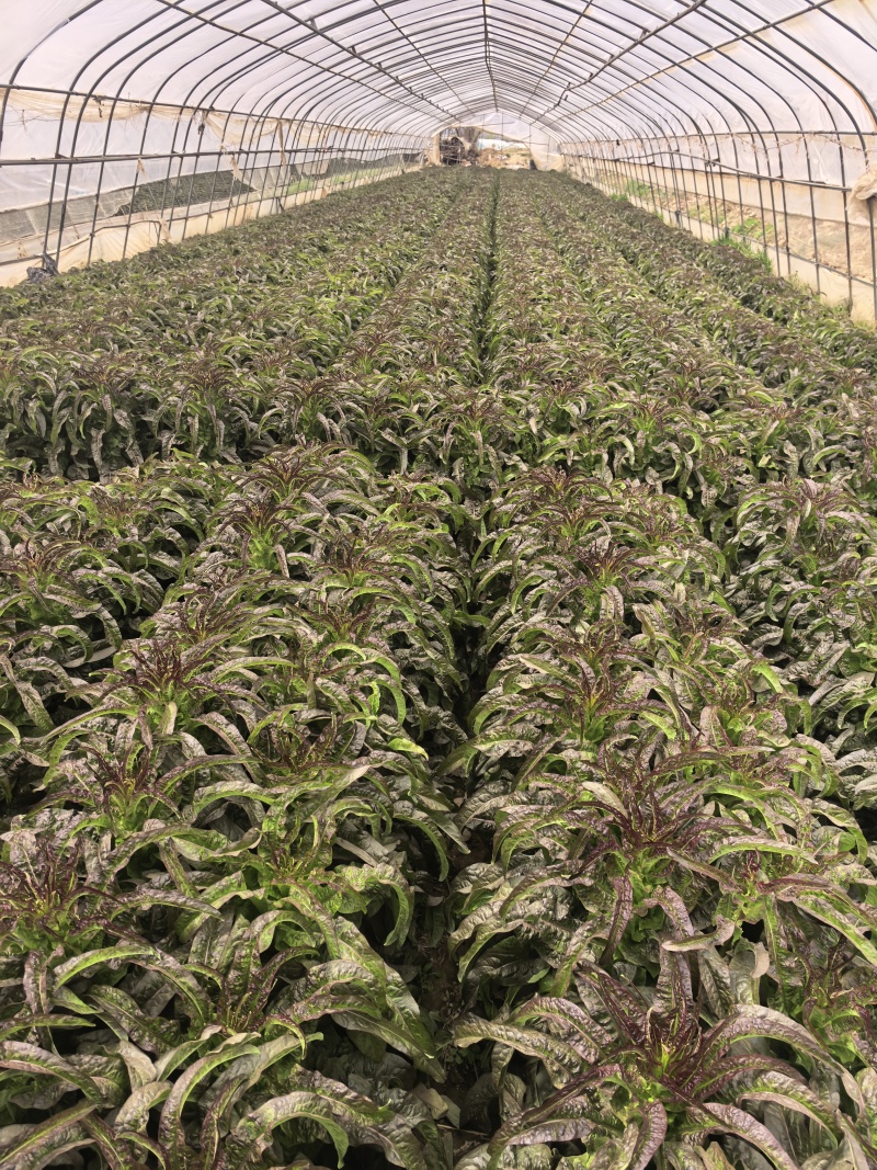 精品大棚莴笋价格低价格低需要的抓紧联系