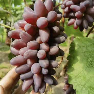 茉莉香葡萄产区直发保质保量供货对接全国价钱实惠