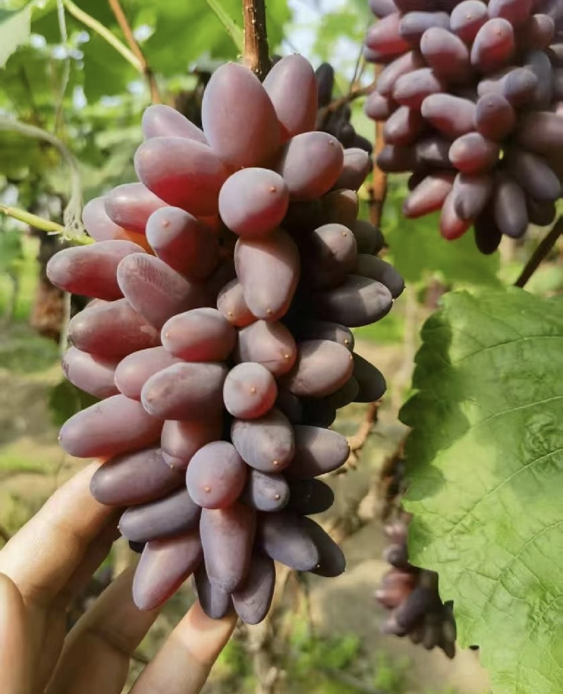 茉莉香葡萄产区直发保质保量供货对接全国价钱实惠
