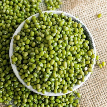 绿豆5斤农家自产小绿豆500g新鲜豆芽笨绿豆绿豆糕
