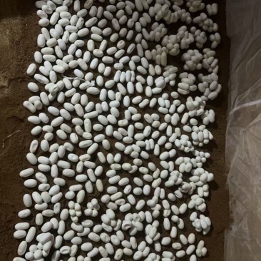 水律蛇蛋合法养殖无毒量大优惠广西发货