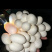 水律蛇蛋合法养殖无毒量大优惠广西发货