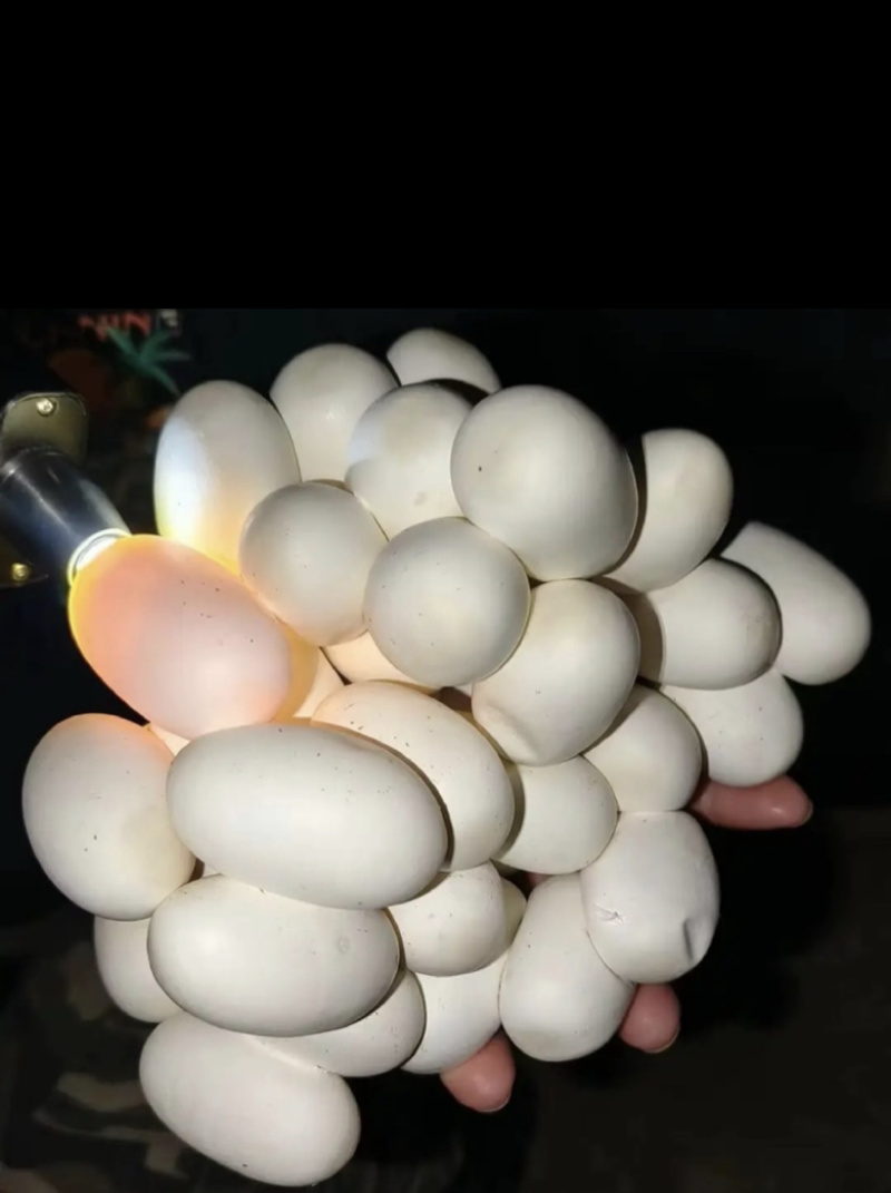 水律蛇蛋合法养殖无毒量大优惠广西发货