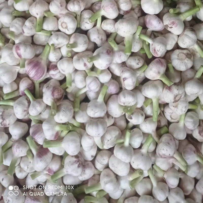 精品扒皮鲜蒜大量供应产地直发品质保证量大价优全国发货