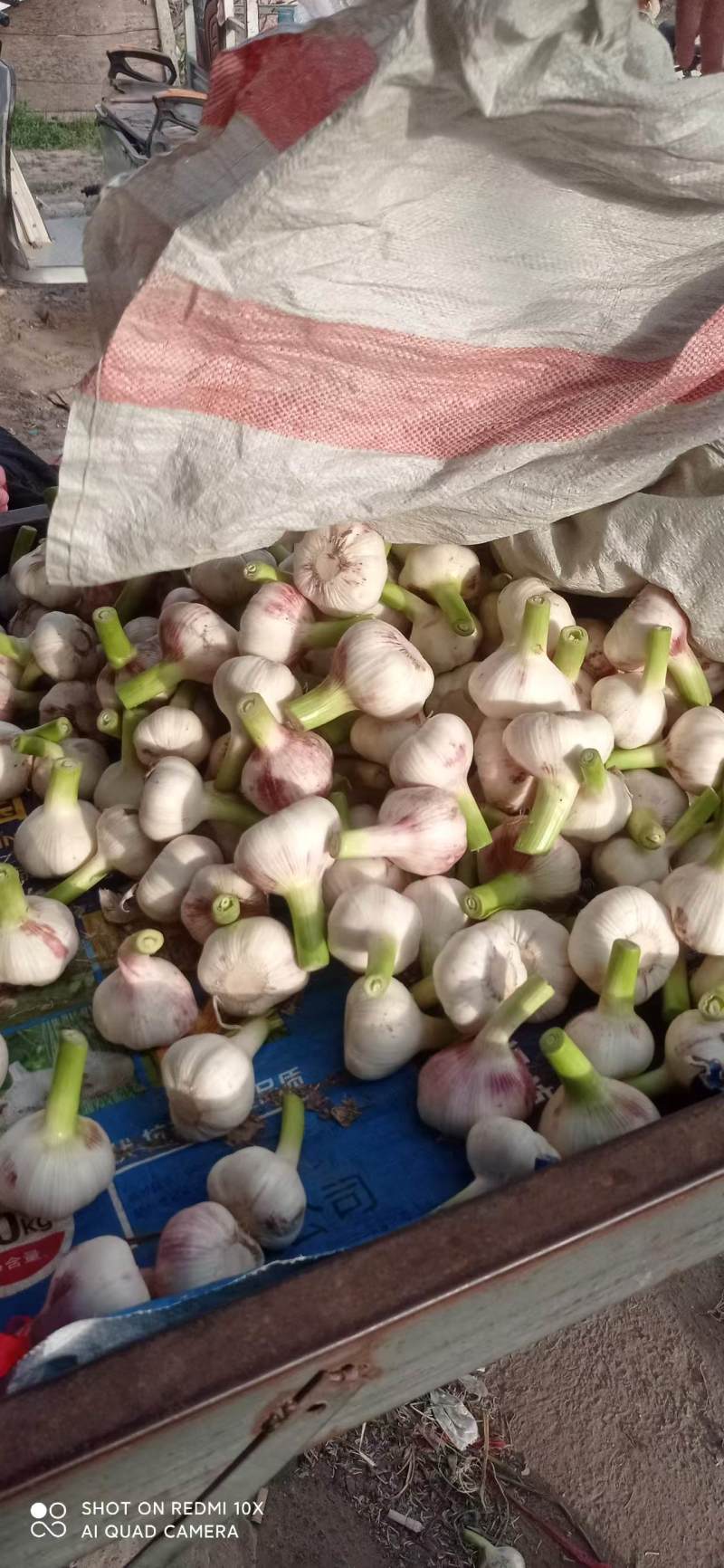 精品扒皮鲜蒜大量供应产地直发品质保证量大价优全国发货