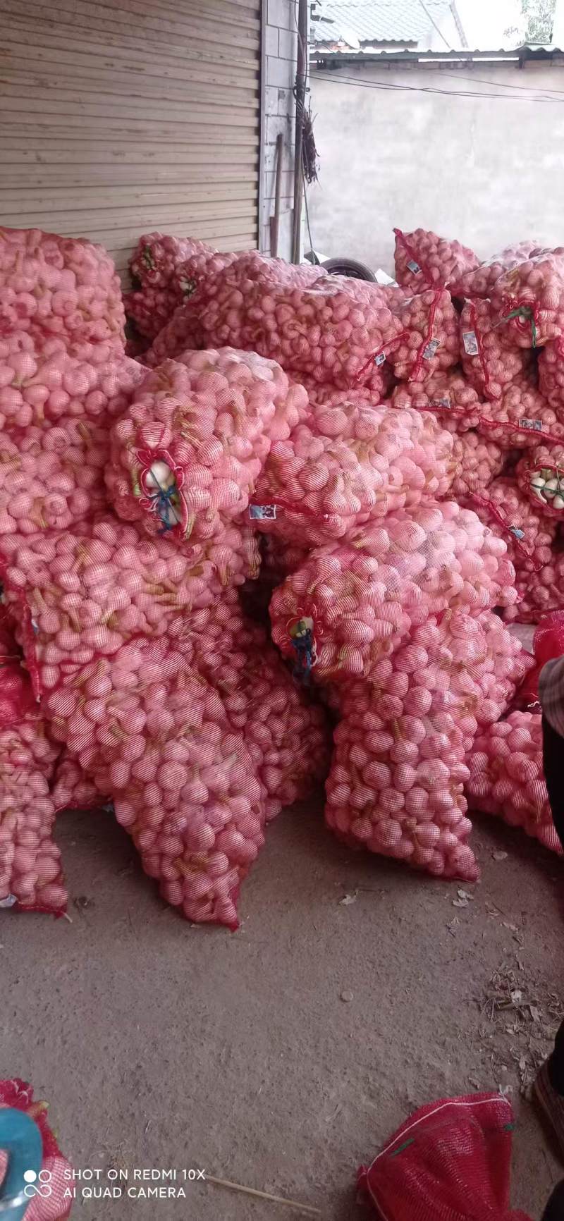 精品扒皮鲜蒜大量供应产地直发品质保证量大价优全国发货