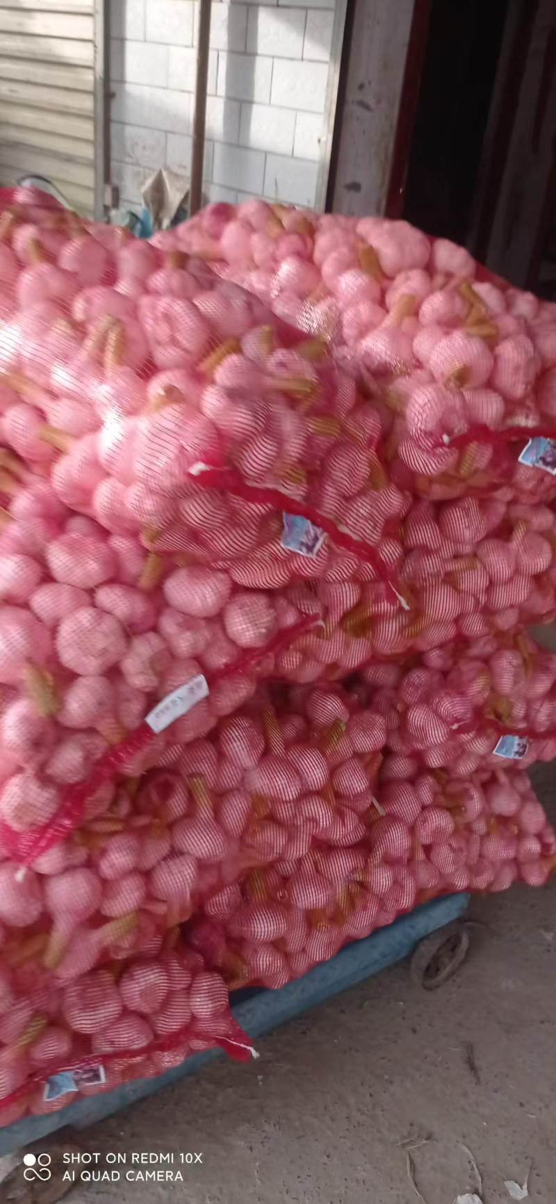 精品扒皮鲜蒜大量供应产地直发品质保证量大价优全国发货