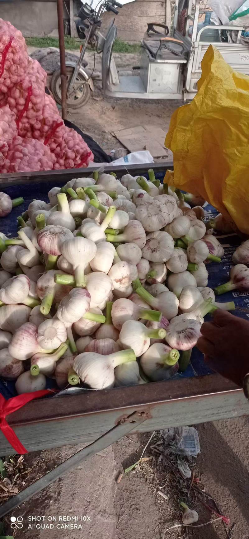 精品扒皮鲜蒜大量供应产地直发品质保证量大价优全国发货
