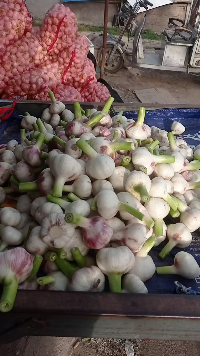 精品扒皮鲜蒜大量供应产地直发品质保证量大价优全国发货