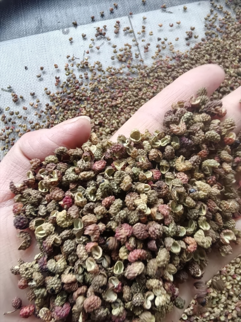 香味浓郁，麻度高的金阳花红椒上市了红花椒