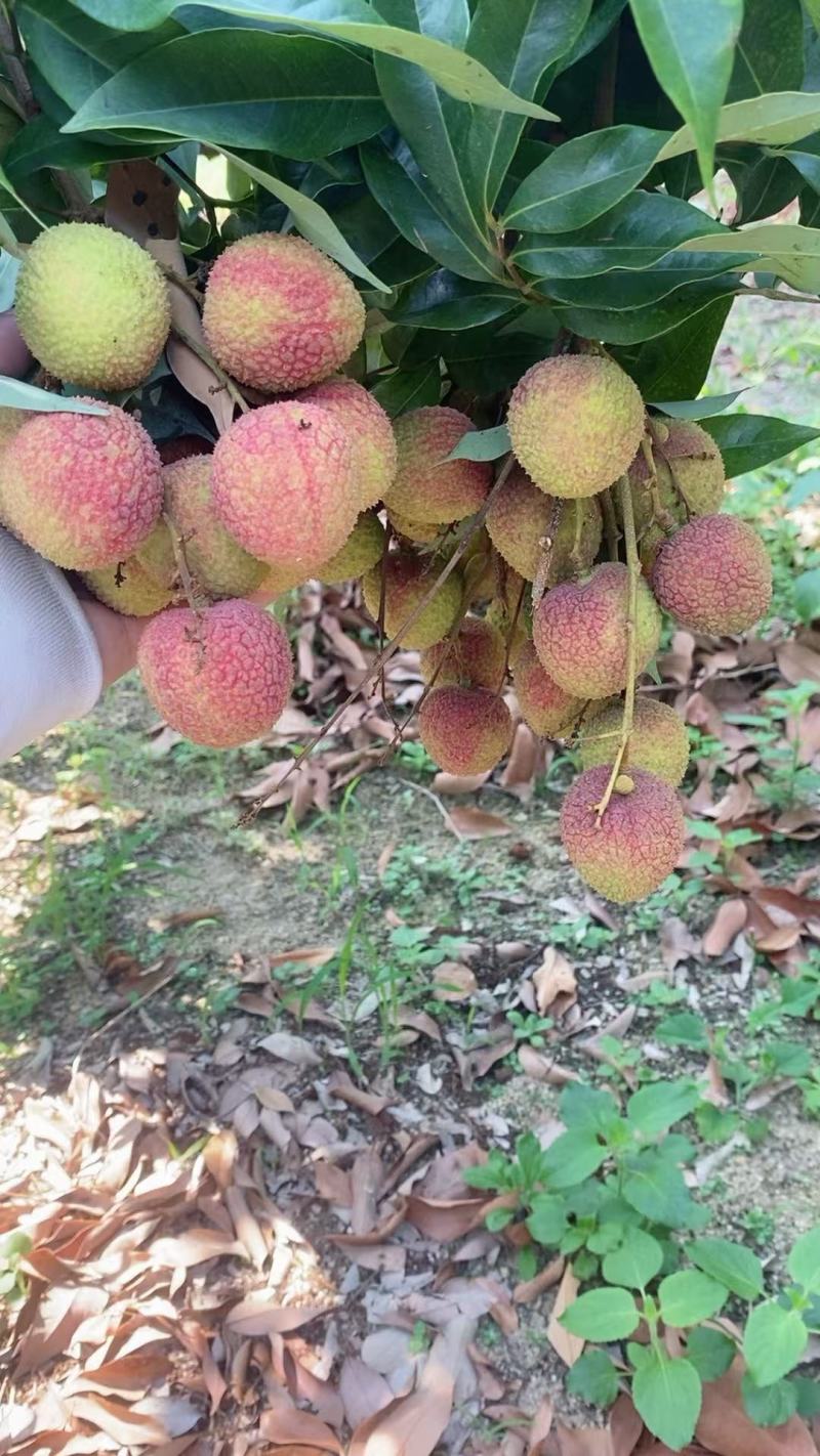 新鲜现摘高州妃子笑荔枝批发零售代办均可，大量上市档口开好