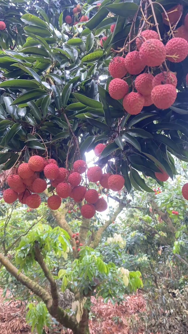 高州桂味荔枝，优质农产品果园直发。，承接市场档口，代办业
