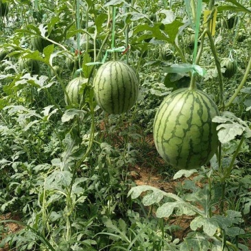 精品小糖丸西瓜价产地发货量大从优欢迎咨询