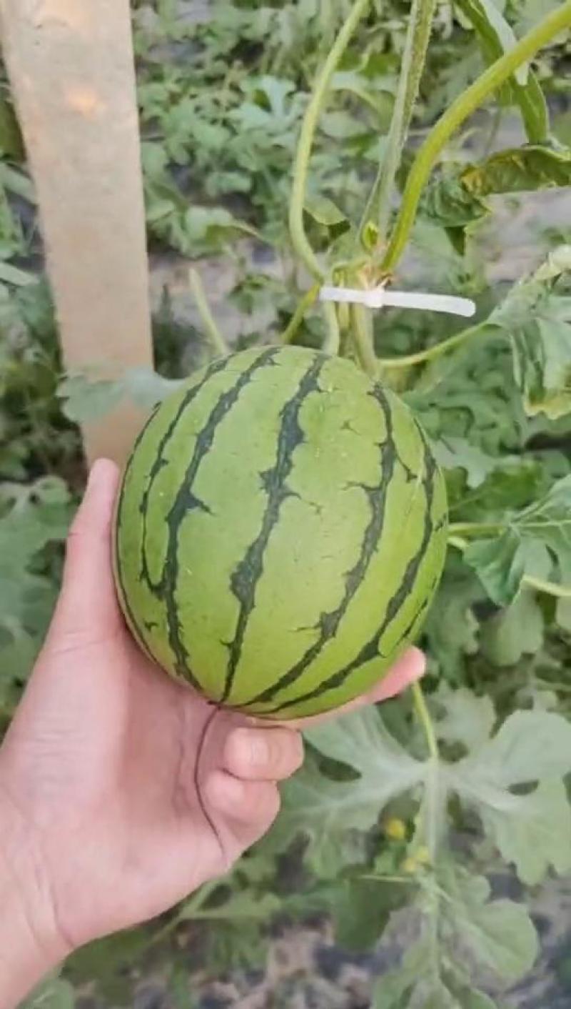 精品小糖丸西瓜价产地发货量大从优欢迎咨询