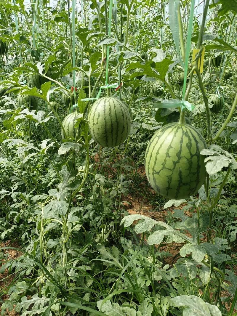 精品小糖丸西瓜价产地发货量大从优欢迎咨询
