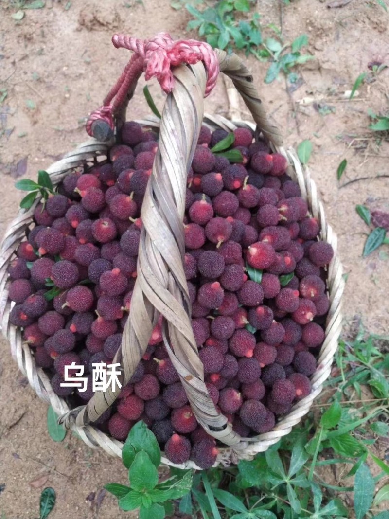 杨梅