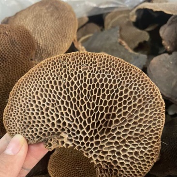 灵芝蜂窝灵芝一手货源量大优惠欢迎咨询
