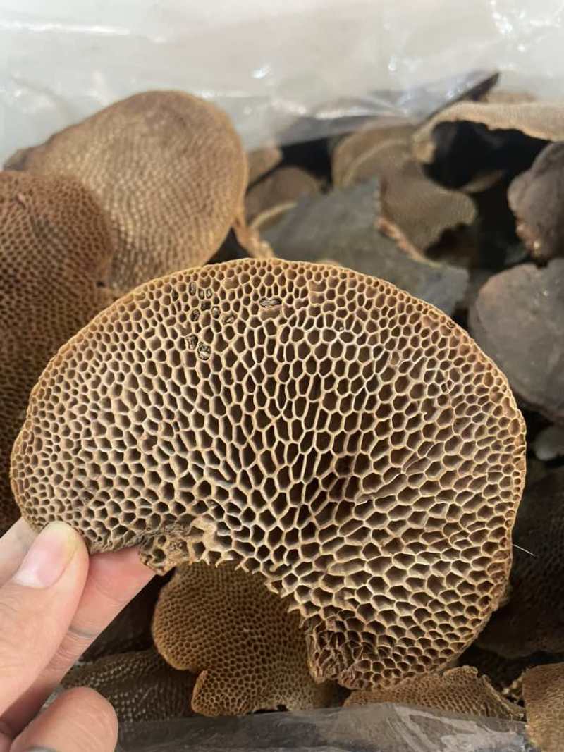灵芝蜂窝灵芝一手货源量大优惠欢迎咨询