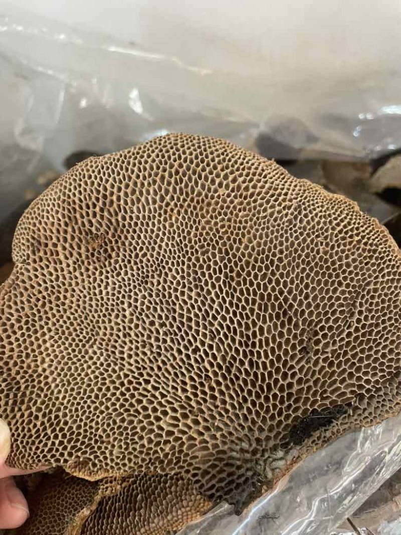 灵芝蜂窝灵芝一手货源量大优惠欢迎咨询