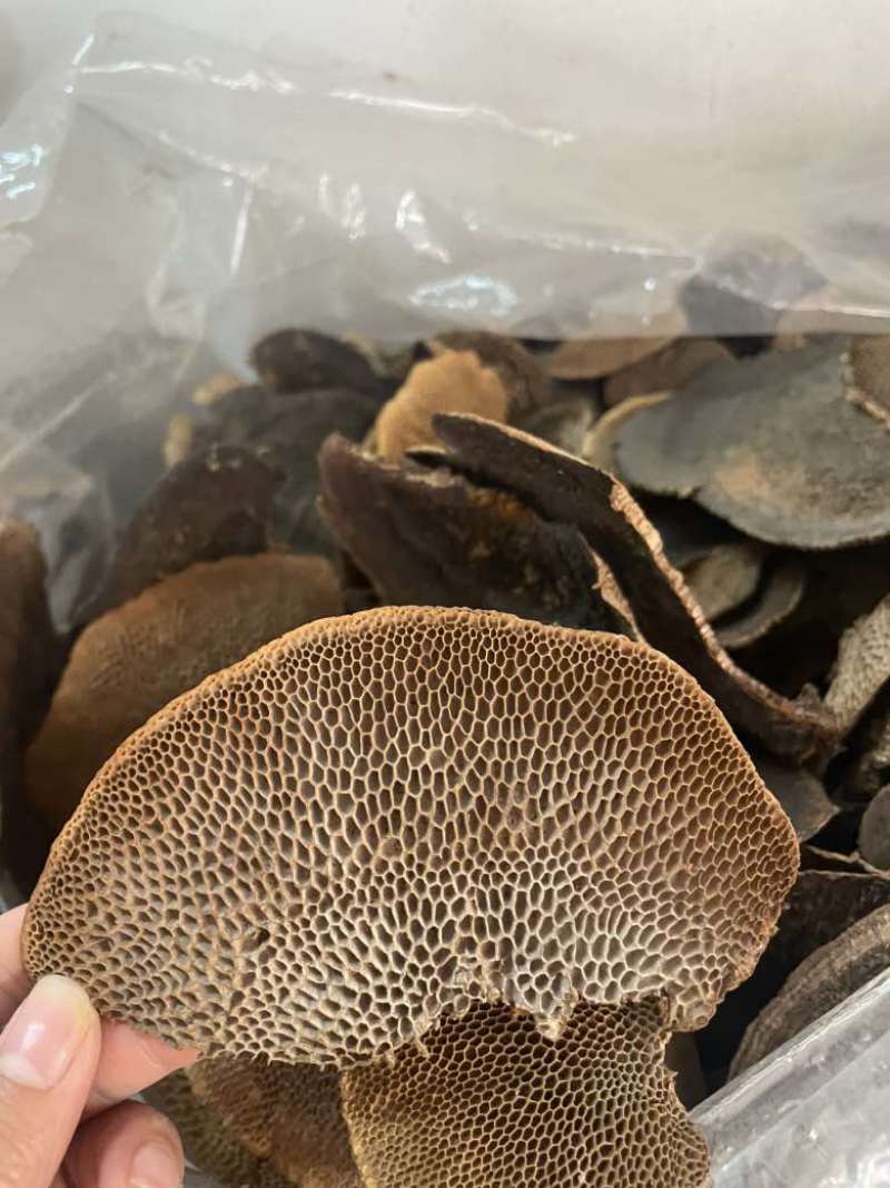 灵芝蜂窝灵芝一手货源量大优惠欢迎咨询