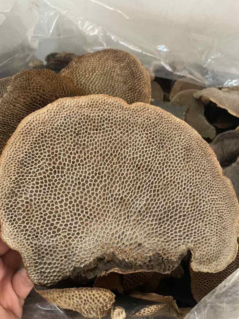 灵芝蜂窝灵芝一手货源量大优惠欢迎咨询