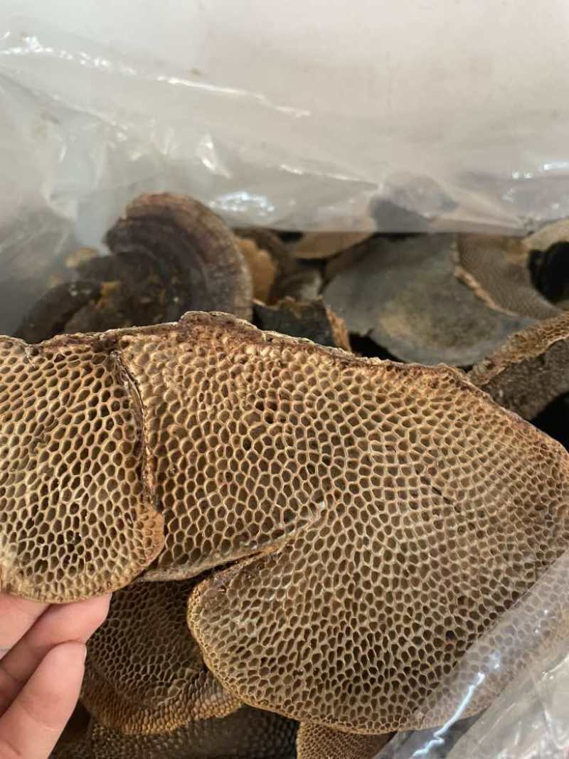 灵芝蜂窝灵芝一手货源量大优惠欢迎咨询