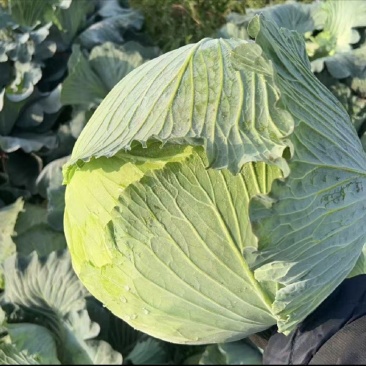 圆包菜,扁包菜，有机包菜，产地代办发货，实力代办，