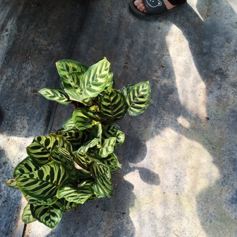 孔雀竹芋