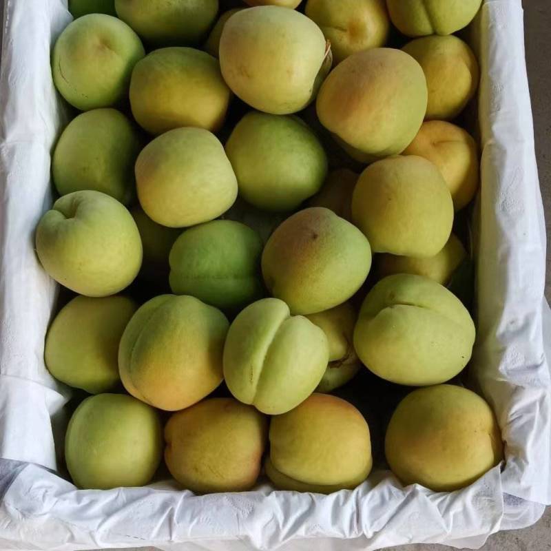 凯特杏皮薄肉厚口感好价格实惠运输便利欢迎电联