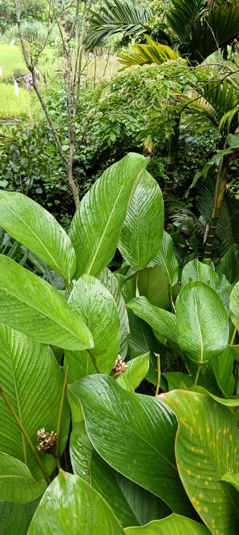 海南粽子叶（大叶）