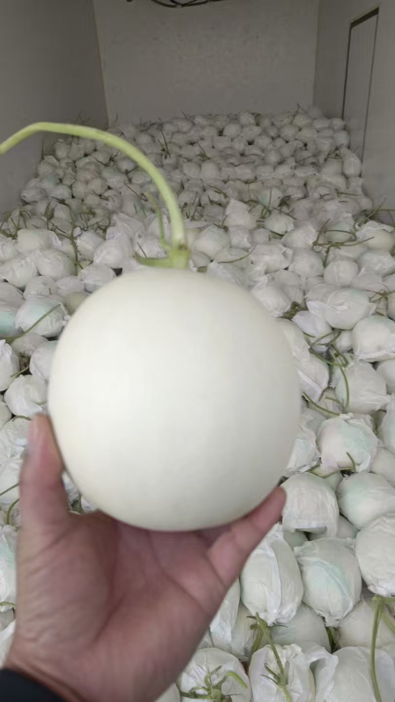 山东精品玉菇甜瓜大量上市品质保证量大从优一手货源