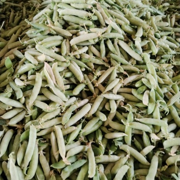川货大白豌豆，中豌9，一手货源，货源充足，保质保量