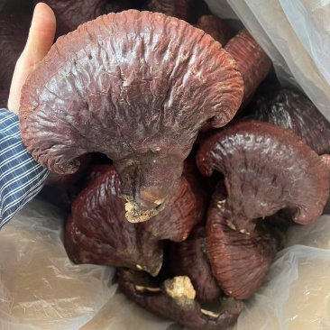 野生赤灵芝，原产地发货，可供大量，批发加零售