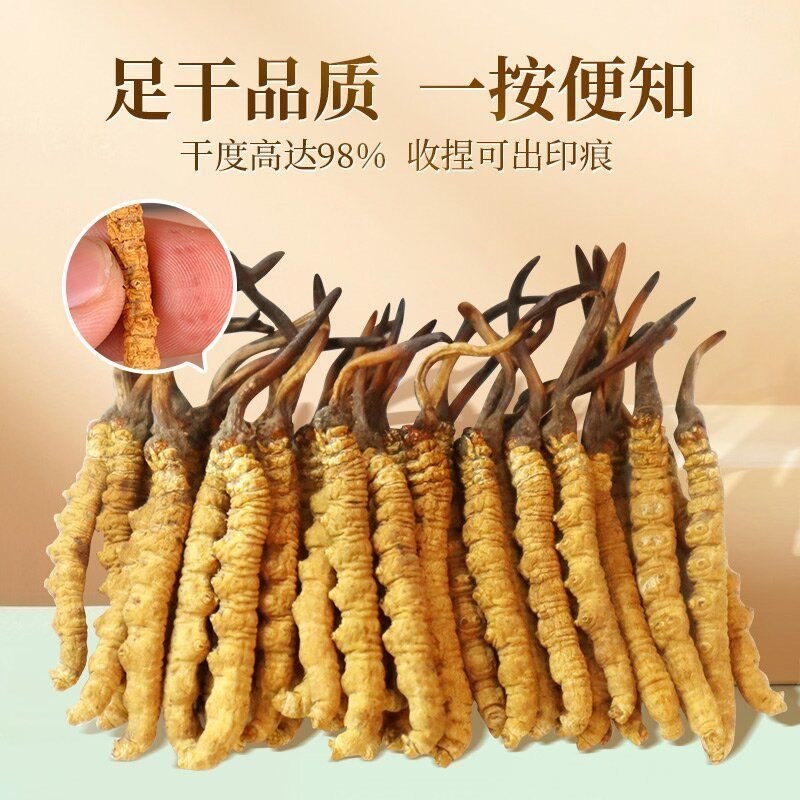 野生冬虫夏草鲜冬虫夏草干货鲜货冬虫夏草规格齐全