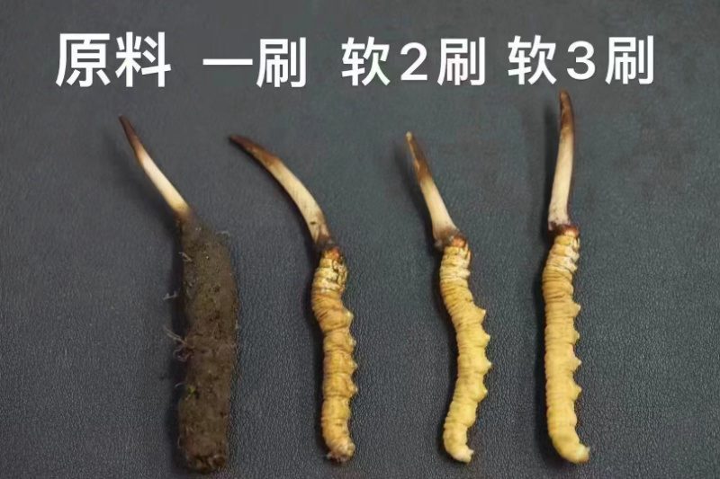 野生冬虫夏草鲜冬虫夏草干货鲜货冬虫夏草规格齐全