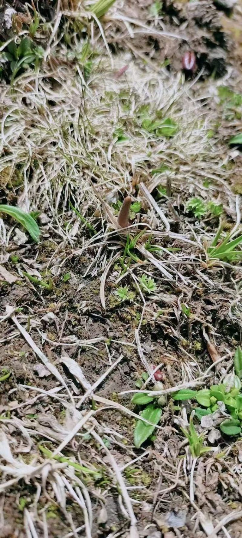 野生冬虫夏草鲜冬虫夏草干货鲜货冬虫夏草规格齐全