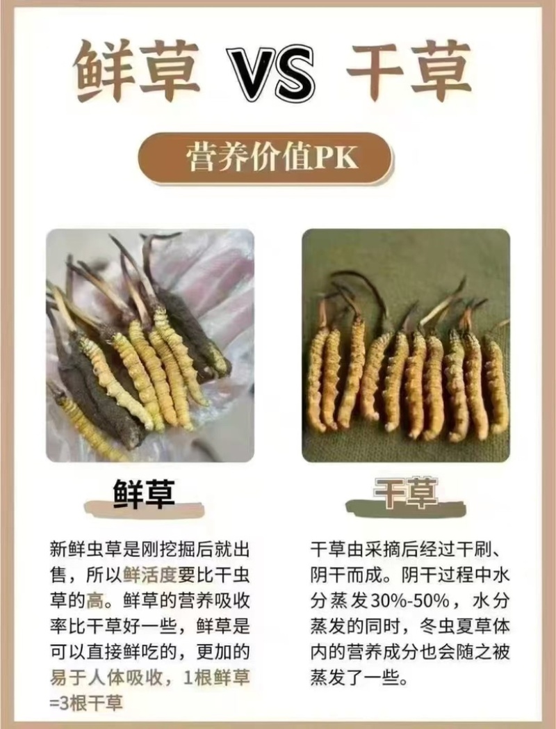 野生冬虫夏草鲜冬虫夏草干货鲜货冬虫夏草规格齐全
