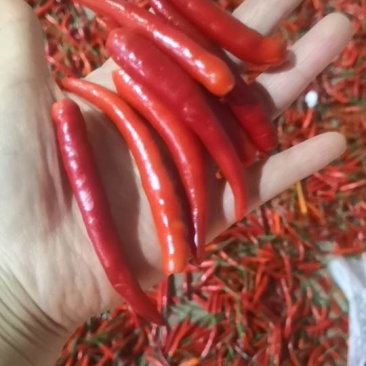 长期有摘帽子的小米辣供应，有需要的工厂请联系