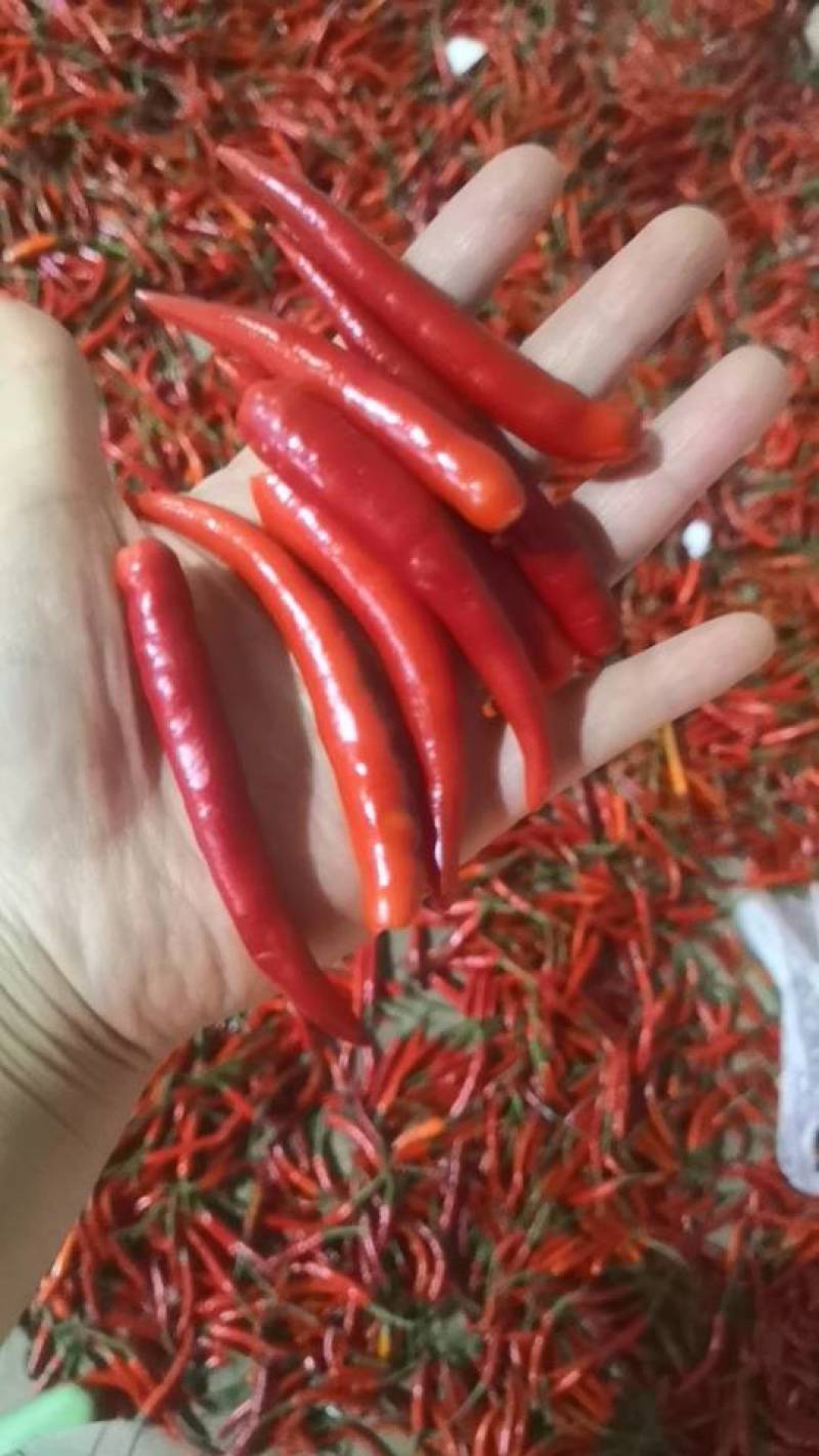 长期有摘帽子的小米辣供应，有需要的工厂请联系