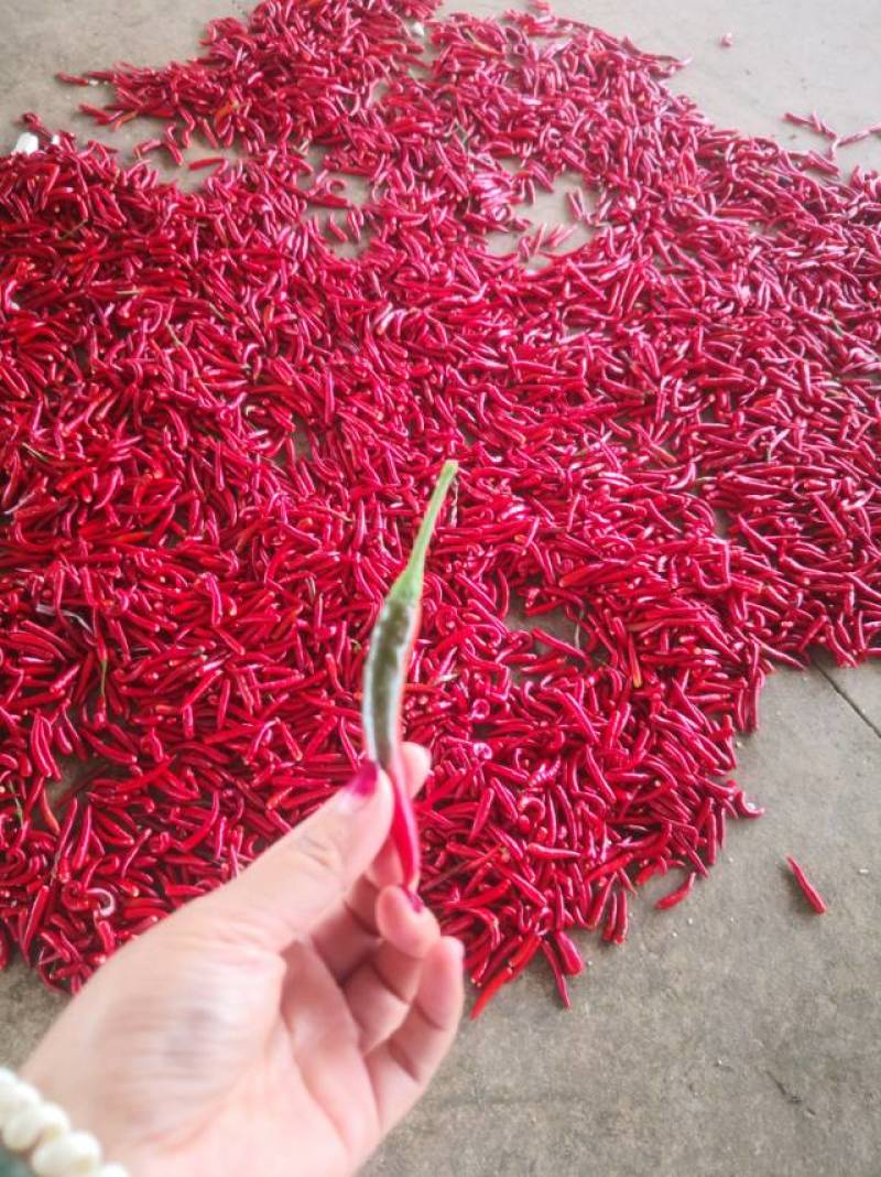 长期有摘帽子的小米辣供应，有需要的工厂请联系